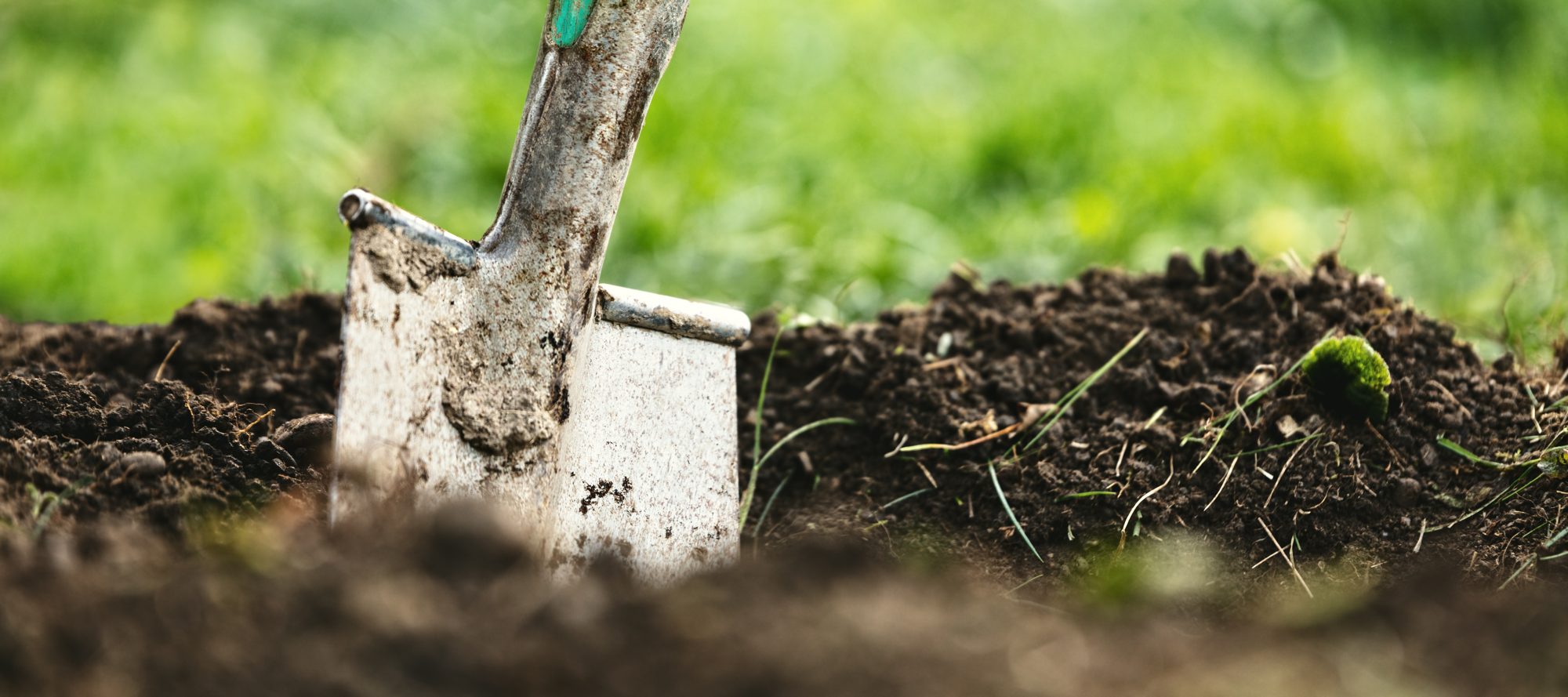 Planting in rich garden soil